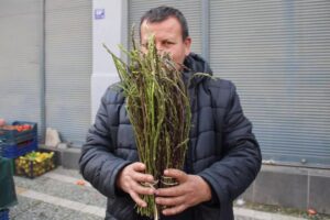 Ege’nin ilgi gören acı otu’nun faydaları neler?