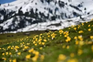 Gümüşhane’de Doğanın Uyanışı: Süleymaniye Mahallesi’nde Kış ve Bahar Aynı Karede