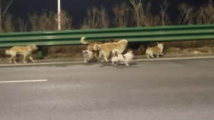 Viral Köpek Videosu: Görüntü Gerçek, Hikâye Tamamen Kurgu