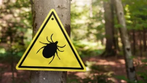 “Uzmanlardan uyarı: Kene vakalarına karşı doğru bilinen yanlışlar”