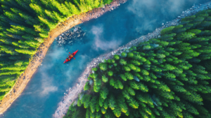 Tropikal Orman Kaybında Keskin Düşüş