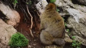 Doğanın Trajik Adaptasyonu: İnsan Eliyle Beslenen Makaklar Çareyi Toprak Yemekte Buldu!